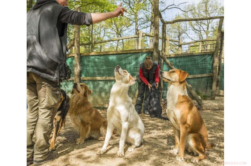 Study Shows Dogs and Wolves Do Not Understand Human Reputation for Generosity