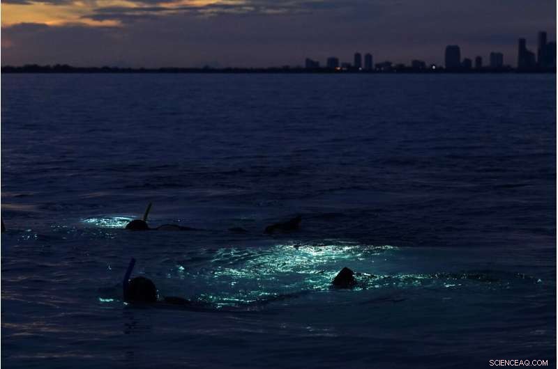 University of Miami Researchers Develop Hybrid Coral Reef to Restore Miami s Marine Ecosystems