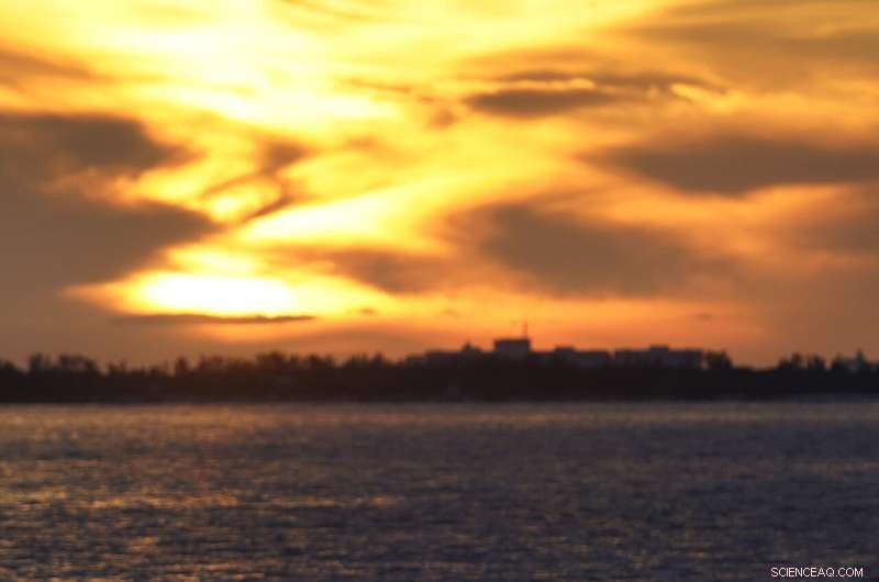 University of Miami Researchers Develop Hybrid Coral Reef to Restore Miami s Marine Ecosystems