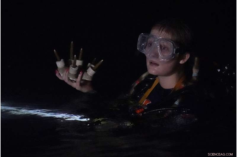 University of Miami Researchers Develop Hybrid Coral Reef to Restore Miami s Marine Ecosystems