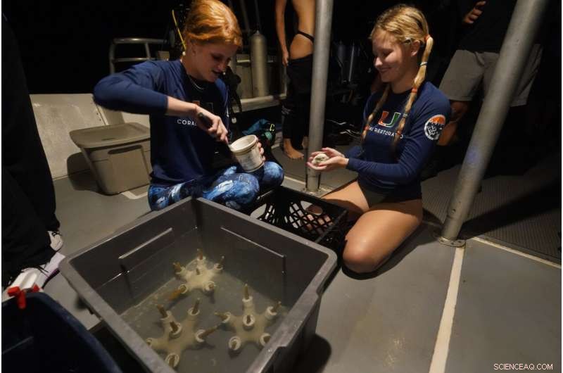 University of Miami Researchers Develop Hybrid Coral Reef to Restore Miami s Marine Ecosystems
