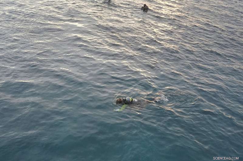 University of Miami Researchers Develop Hybrid Coral Reef to Restore Miami s Marine Ecosystems