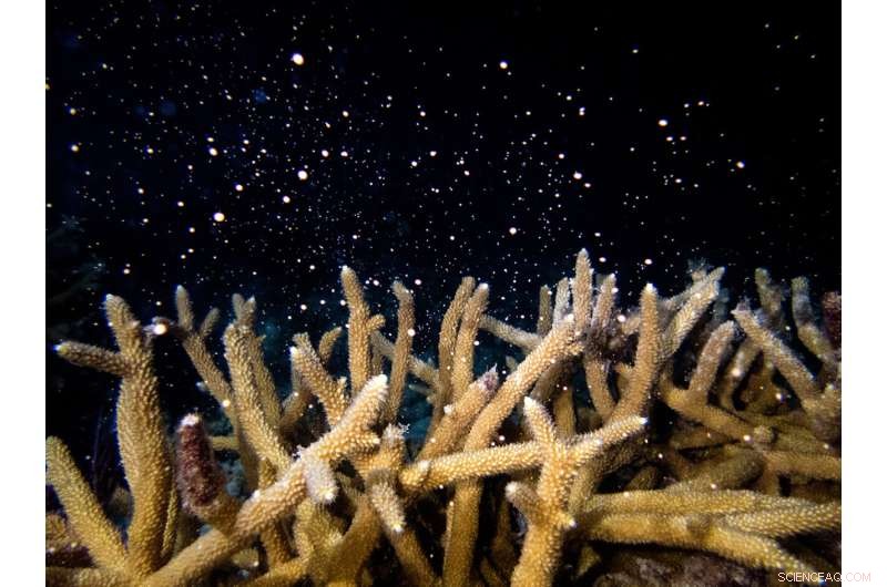 University of Miami Researchers Develop Hybrid Coral Reef to Restore Miami s Marine Ecosystems