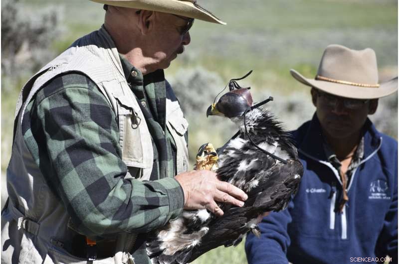 Wind Energy Expansion Threatens Golden Eagle Populations in the Western US