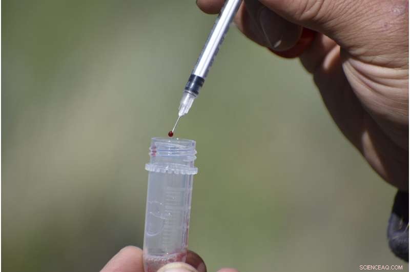 Wind Energy Expansion Threatens Golden Eagle Populations in the Western US