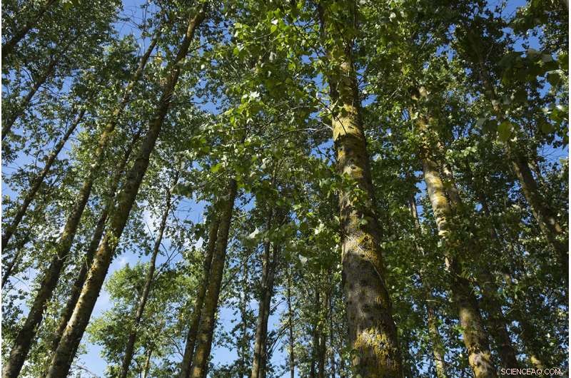 Sustainable Poplar Farming Unlocks Marginal Land for Food Production
