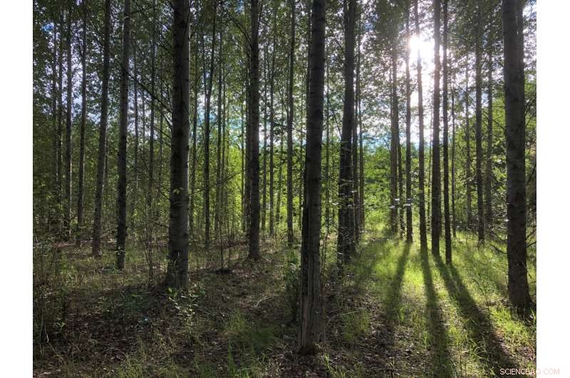 Sustainable Poplar Farming Unlocks Marginal Land for Food Production