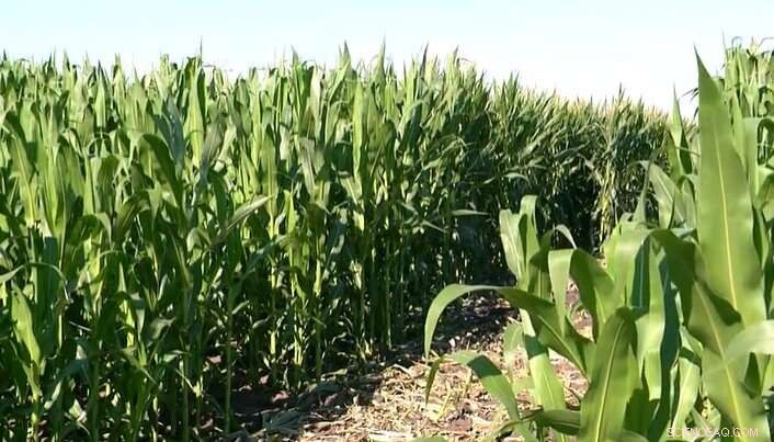 Optimizing Corn Leaf Angle: Enhancing Photosynthesis, Yields, and Inspiring Future Scientists
