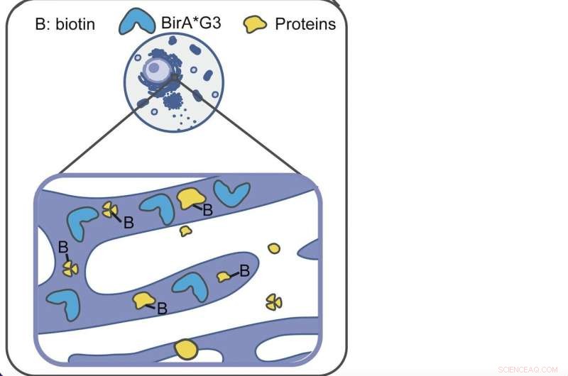 Breakthrough Mouse Model Maps Inter-Organ Protein Communication Networks