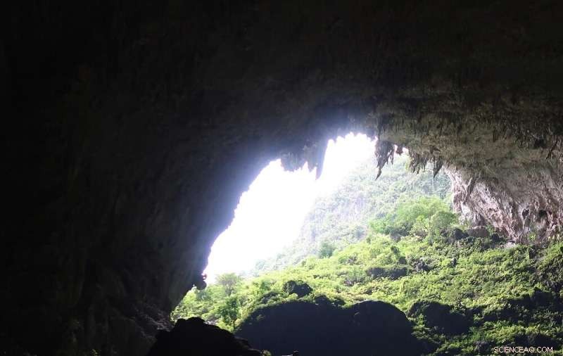 Revealing the Biotic Colonization History of Subtropical East Asian Caves