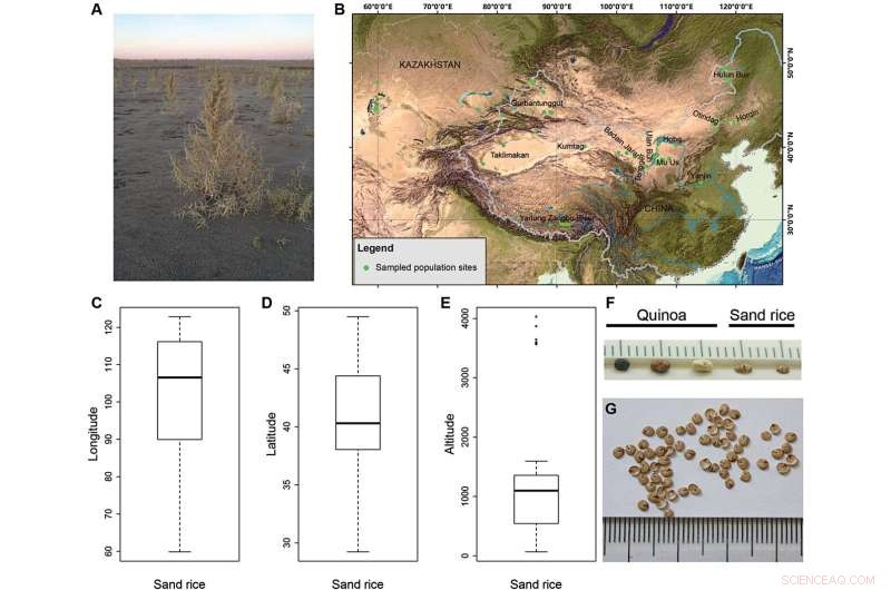 How Precipitation Shapes Longitudinal Seed Size Clines in Natural Sand Rice Populations