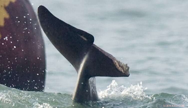 How to Safely Respond to a Lone Dolphin or Whale in the Wild