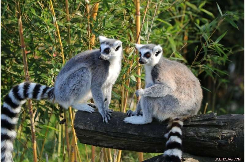 Study Reveals Co-Evolution of Social and Communication Skills in Group-Living Animals