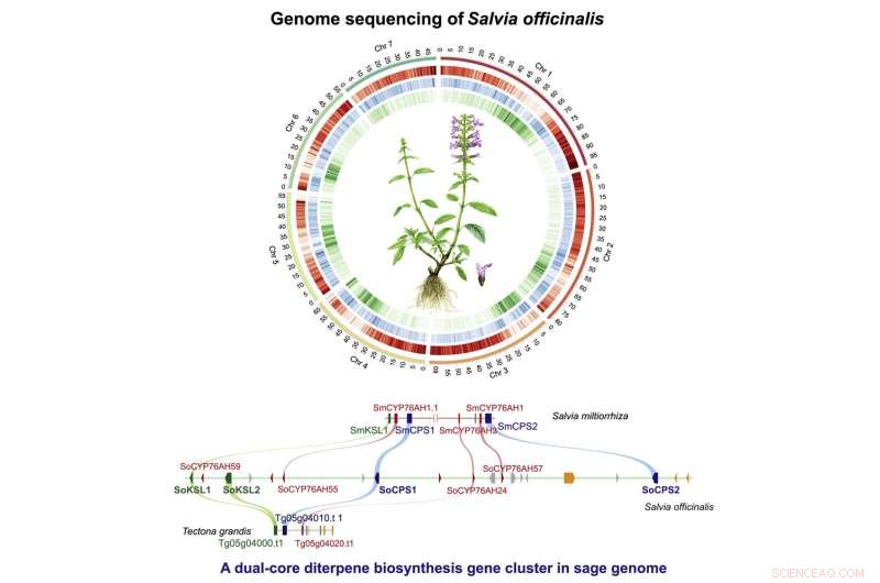 Sage Genome Study Uncovers Evolutionary Pathways of Medicinal Diterpenoids