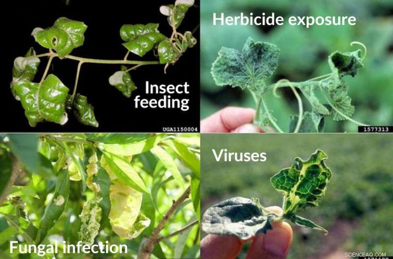 Debunking Four Misguided Plant Health Trends on Social Media: Expert Analysis