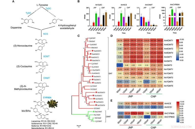 Breakthrough Study Reveals Alkaloid and Chlorophyll Biosynthesis in Lotus Plumule