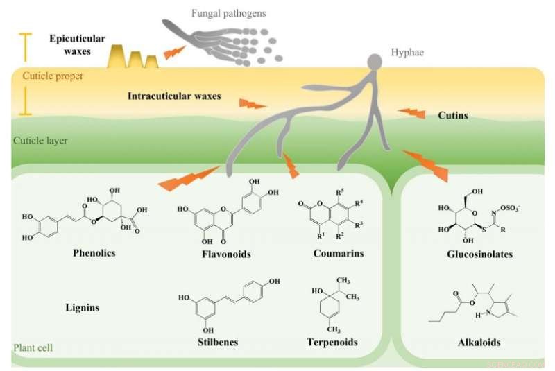 Horticultural Crop Defense Against Fungal Pathogens: Research Insights and Strategies