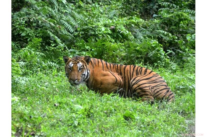 Technology s Bid to Crack the Illegal Tiger Trade