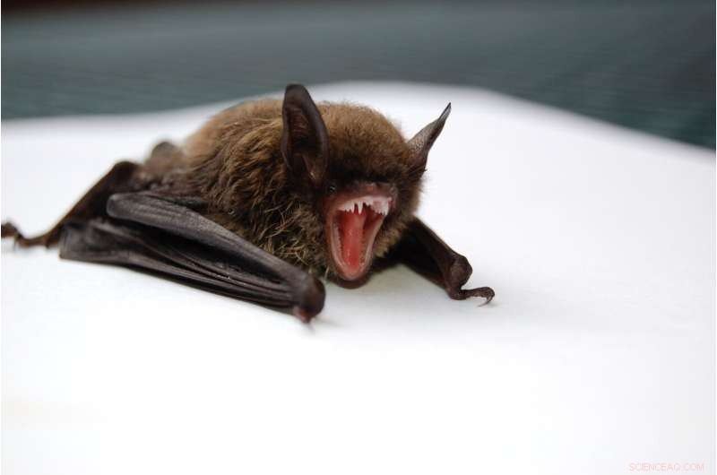 CSIRO Study Reveals First Detection of Filovirus Antibodies in Australian Bats
