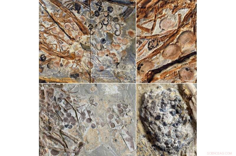 Ancient Bird Fossil Reveals Earliest Evidence of Fruit-Eating, Crucial for Plant Dispersal