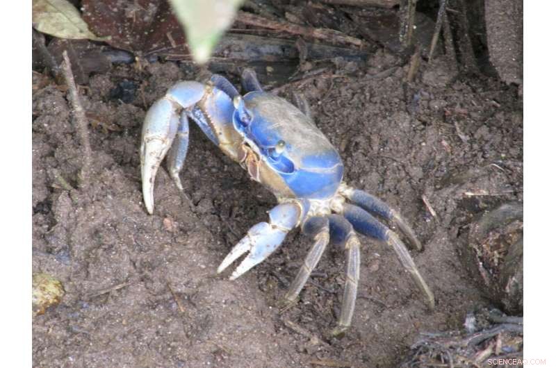 Blue Crabs  Low-Tide Ambush: Novel Hunting Behavior Documented by Scientists