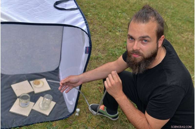 Study Finds Twisted-Wing Parasites Insensitive to Pain During Violent Mating