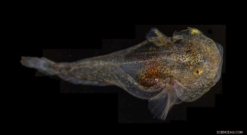 Antifreeze Protein Abundance in Greenland s Iceberg-Dwelling Snailfish