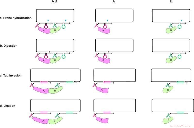 MolBoolean: Advanced Technology for Precise Protein Activity Analysis in Cells