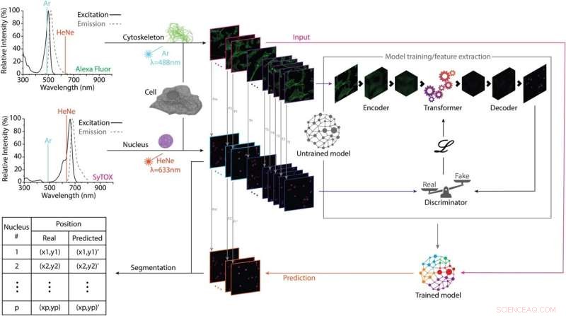 AI Revolutionizes Cell Biology: Transformer Model Maps Actin and Nuclear Structures