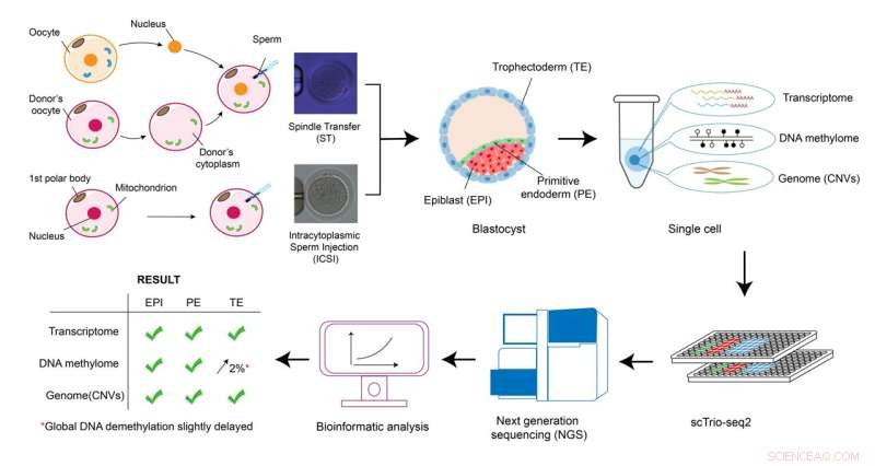 Study Confirms Safety of Pre-Fertilization DNA Transfer for Preventing Mitochondrial Disease