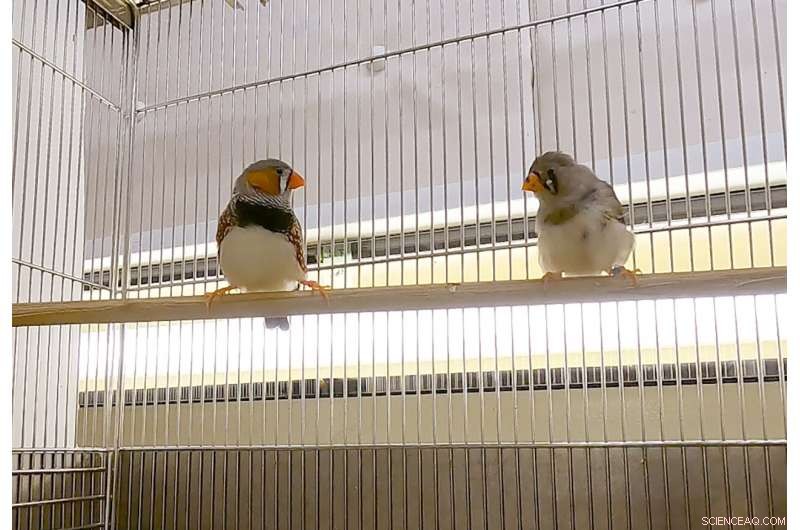 Social Interaction Enhances Song Learning in Zebra Finches