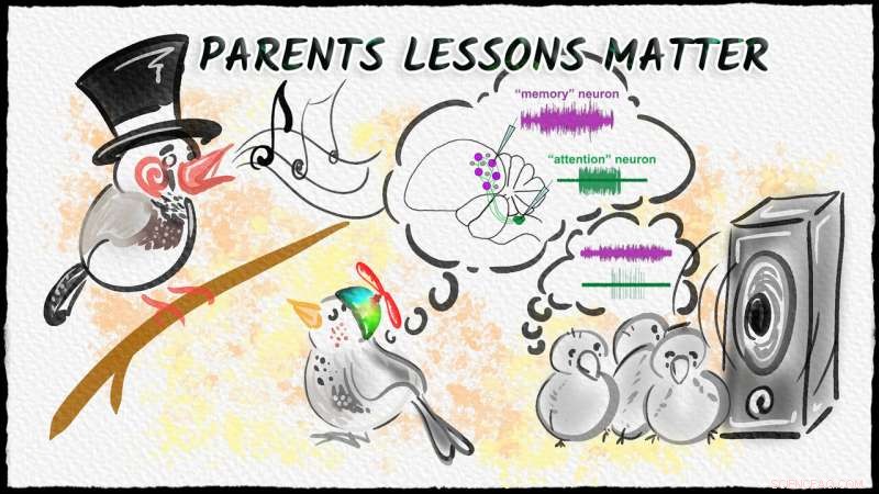 Social Interaction Enhances Song Learning in Zebra Finches