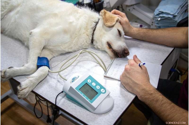 Study Links Cooler Northern Climates to Higher Diabetes Rates in Dogs