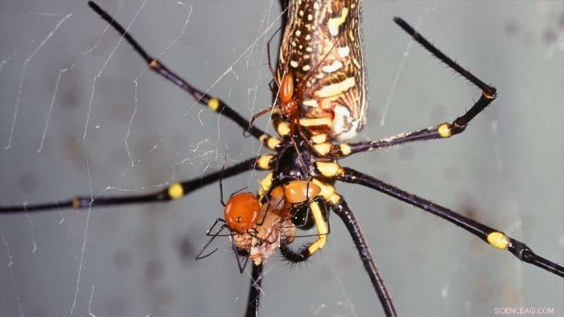 Male Spiders  Evolutionary Strategy: Maximizing Sperm Transfer to Counter Cannibalism
