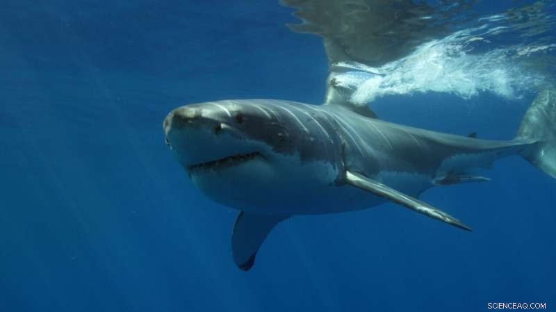 Research Reveals Why the Great Australian Bight Teems with Marine Predators Year-Round