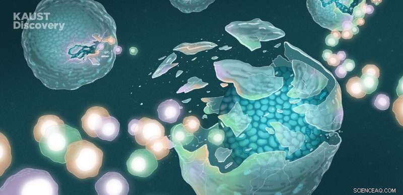 Diverse and Conserved Cells Regulate Blood Stem Cell Maintenance Across Species