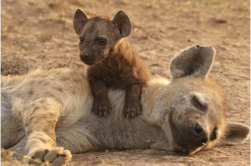 How Early Life Conditions Influence Health and Longevity in Female Spotted Hyenas