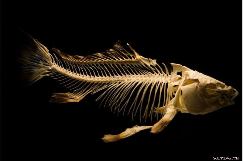 Chlorine Exposure Causes Death of 21,000 Fish at UC Davis Aquatic Research Center