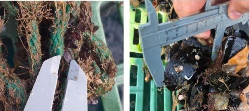 Long-Term Study Confirms Cryopreserved Mussel Larvae Develop into Quality Adult Mussels