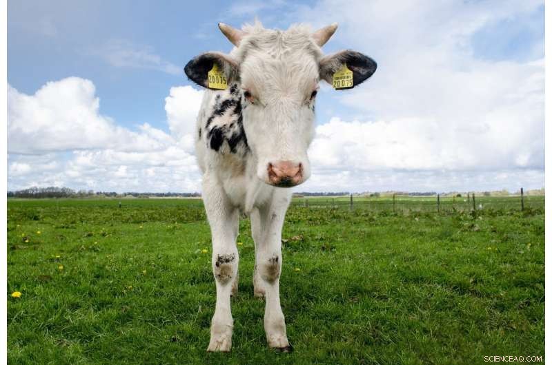 Transition Milk Enhances Health and Development in Neonatal Calves