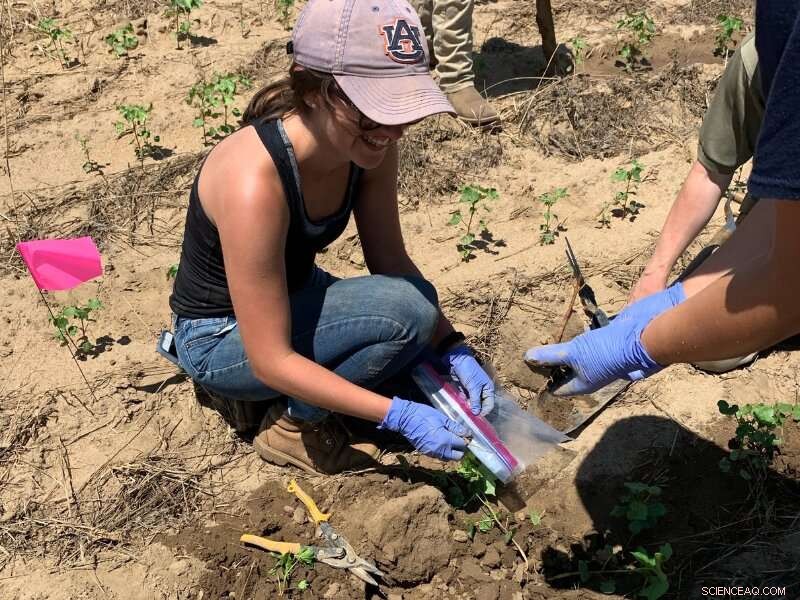 Research Reveals Key Impacts of Winter Grazing on Integrated Crop-Livestock Systems