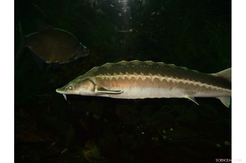 Eastern Shore Salmon Farm Threatens Endangered Chesapeake Sturgeon, Experts Warn