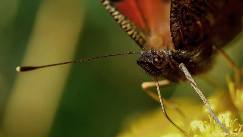 Conservationists Petition for Federal Protection of Rare Bleached Sandhill Skipper Butterfly in Nevada