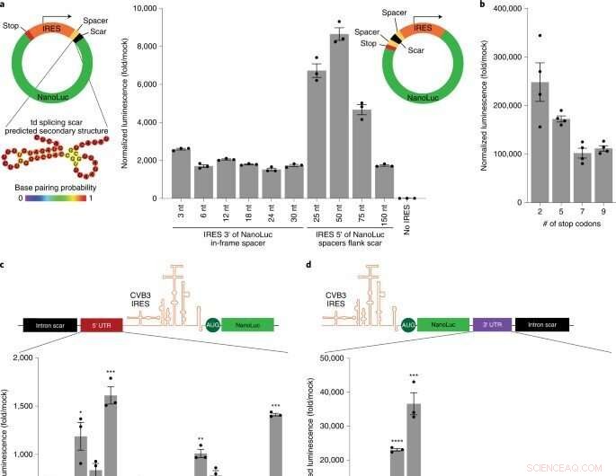 Advanced Modular Cloning Platform for Efficient circRNA Engineering in Protein Production