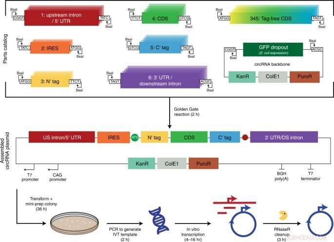 Advanced Modular Cloning Platform for Efficient circRNA Engineering in Protein Production