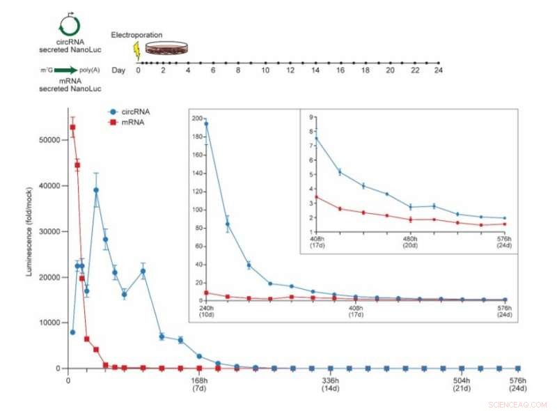 Advanced Modular Cloning Platform for Efficient circRNA Engineering in Protein Production