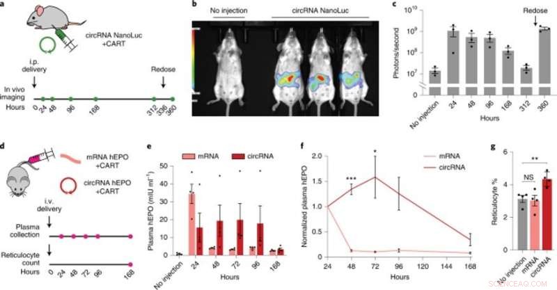 Advanced Modular Cloning Platform for Efficient circRNA Engineering in Protein Production