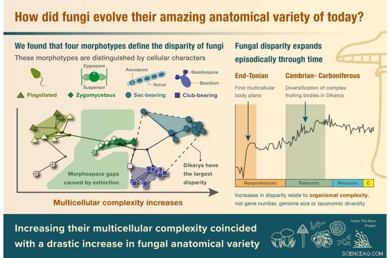 Evolutionary Bursts Drive Fungal Anatomical Diversity, Study Reveals