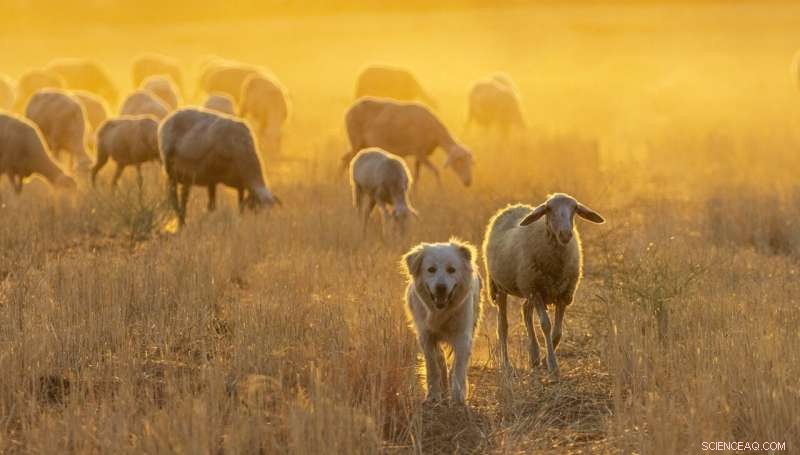 Study Reveals Gifted Dogs Exhibit Higher Playfulness