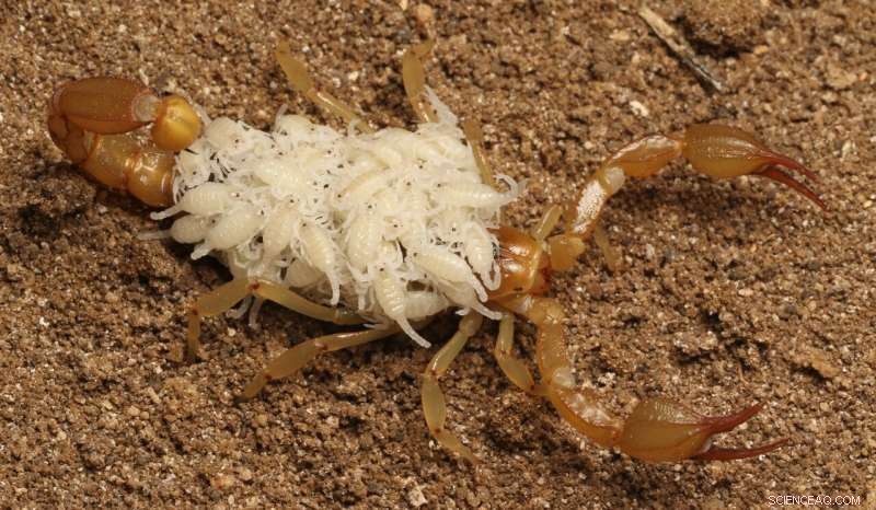 Bay Area High School Students Discover Two New Scorpion Species in California